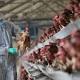 China says bird flu spread slows, vows to stiffen controls 