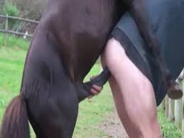 Man fucks horse pussy php x Man fucks horse pussy