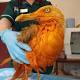 Seagull turns bright orange after getting soaked in chicken curry 