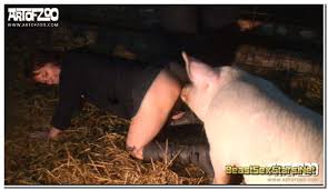 New porn site farm pigs jpg x Pig fucks woman