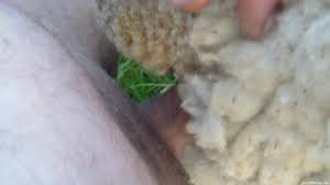 Man fucks sheep jpg x Man fucks sheep