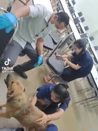 Asian girl teases dog then turns around and lets him fuck her jpg x Asian fucks dog