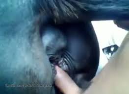 Big dick creampie mares pussy gaybeast rip man fucks animal extrem sex and taboo porn jpg x Man fucks horse pussy