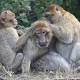 Aging Monkeys Choose Their Friends Wisely, Study Says 