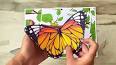 Жизненный цикл бабочки ile ilgili video