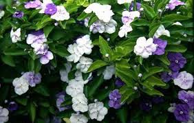 brunfelsia_pauciflora.jpg