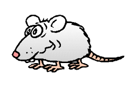 6-rat.gif