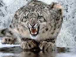 ومعلومات الفهد الثلجي snow-leopard.jpg