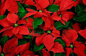 poinsettia780649zm4.jpg&t=1