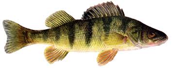 http://t2.gstatic.com/images?q=tbn:vVpO41C9mKQ6oM:http://www.southerngrafix.com/images/Lake%20Perch%20Master.jpg