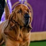 Westminster Dog Show 2022: Top moments, winners, Best in Show champ