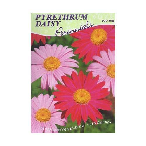 Livingston Seed Daisy Pyrethrum
