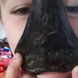 Schoolboy, six, finds three million-year-old Megaladon shark tooth while looking for shells on Suffolk beach