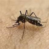 Some parts of Kansas are at high risk for West Nile virus, state health department warns