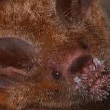 A Rare Discovery Of Long-Term Memory In Wild Frog-Eating Bats