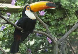 toco toucan images?q=tbn:ANd9GcQ