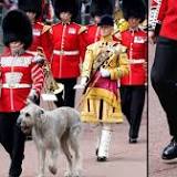 Seamus the Irish wolfhound steals the show during first day of Queen's celebrations