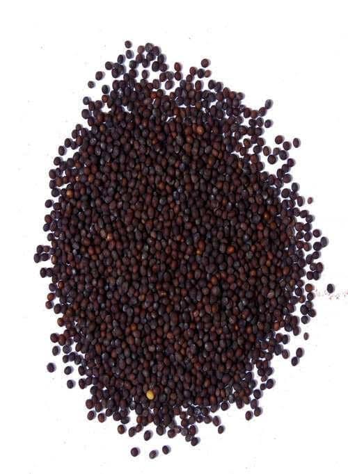 Mustard Seeds (200 gm) - Singal's - Indian Grocery Store