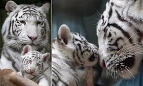 White Bengal tiger triplets: Born in ZOO Liberec in.