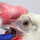 Highly contagious bird flu identified in Dunn, Marinette Co. backyard flocks