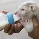 Pet Milk Replacement Products Market Is Booming Across the Globe and Witness Huge Growth by Key Players to 2028 ...