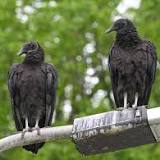 Avian flu found in some of 100  black vultures found dead along Susquehanna River