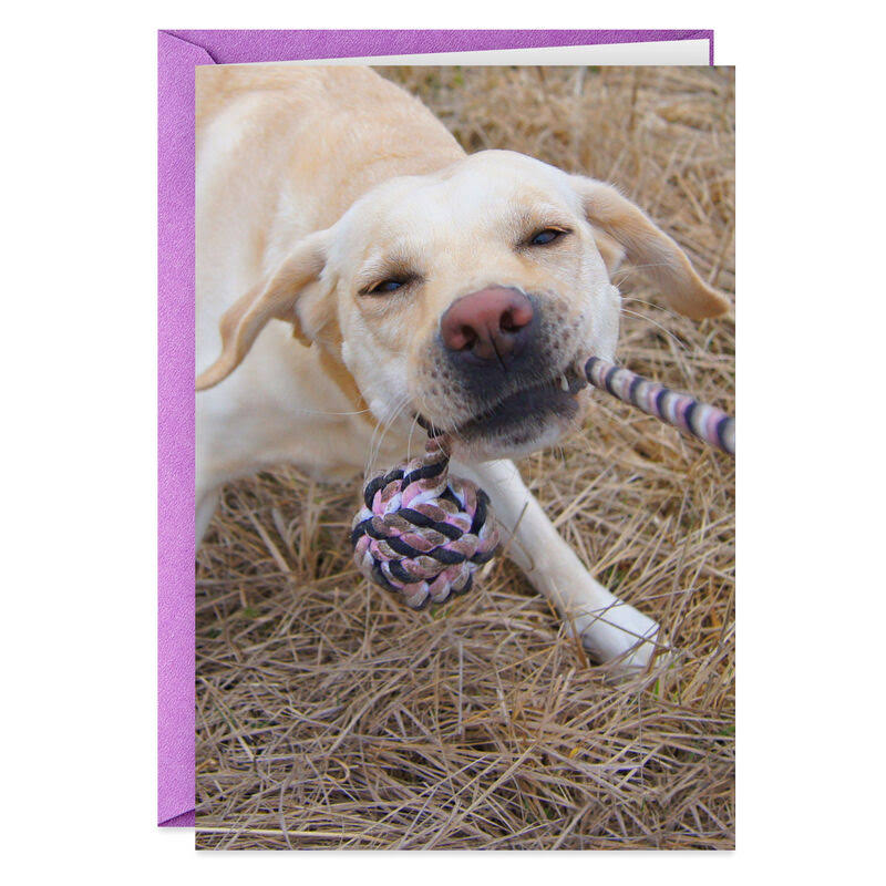 Hallmark Birthday Card, Dog with A New Toy Happy Birthday Card
