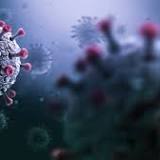 How a COVID-19 infection stimulates antibodies to the common cold