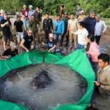 Largest freshwater fish ever recorded caught in Cambodia
