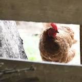 Third BC poultry flock tests positive for avian flu in Kootenay region