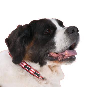 Got Bones? Dog Collar by Up Country - Small - 5/8" Narrow