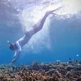 Under the sea? How coral reef health monitoring may come ashore