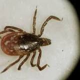 Phase 3 study of Lyme disease vaccine candidate kicks off