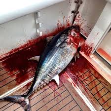 Brody Jenners Bluefin Tuna Hunt Is Bloody And.