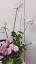 The Enchanting World of Japanese Flower Arrangement (Ikebana) ile ilgili video