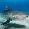 Egypt shark attack