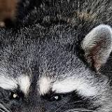 Raccoon Tests Positive For Rabies In Hunterdon County