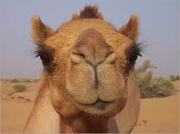         Camel pictures