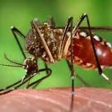 Health Officials Confirm 1st Case of Dengue in Miami-Dade in 2022