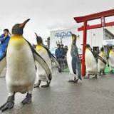 越前松島水族館, 初詣, 日本, 坂井市, フンボルトペンギン