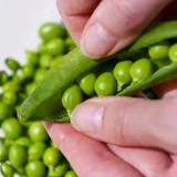 6 people have been infected with salmonella from shelled peas bought at Wisconsin farmers markets