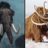 Company Is Planning 'Real Life Jurassic Park' With Woolly Mammoths Brought Back To Life