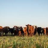 Thousands of Cattle Dead in Kansas After Extreme Heat, Humidity