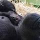 Melbourne Zoo welcomes baby gorilla 