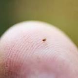 Lyme disease on the rise in Ontario County