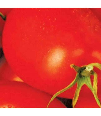 Livingstone Mckenzie Tomato Roma Organic Seed Packet