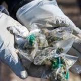 Fund bei Aachen : Nur über A4 zugängliche Cannabisplantage entdeckt