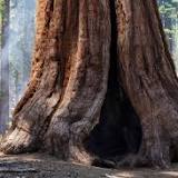 Giant sequoias survived a California wildfire. Next time, they may not be so lucky