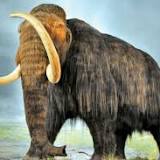CIA Is Investing In Mammoth Resurrection Technology, But Why?