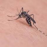 Mosquitoes In Darien Test Positive For West Nile Virus